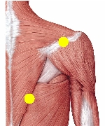shoulder1-1.jpg
