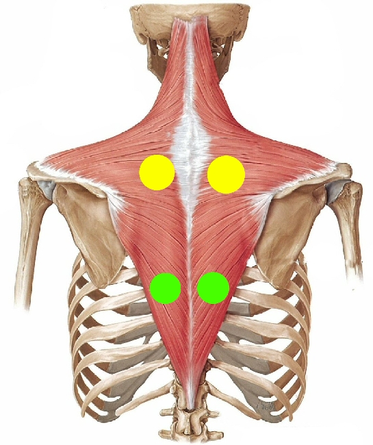 肩甲骨 に対する画像結果